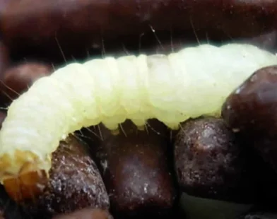 Paciente com câncer recebeu comida com larva em hospital no Rio, diz família