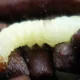 Paciente com câncer recebeu comida com larva em hospital no Rio, diz família