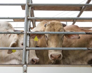 Pecuária brasileira avança: Trânsito de bovinos e bubalinos está liberado entre todos os estados brasileiros