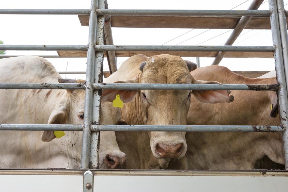 Pecuária brasileira avança: Trânsito de bovinos e bubalinos está liberado entre todos os estados brasileiros