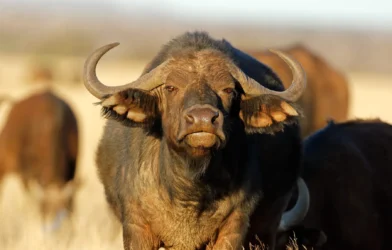 Pecuaristas estão usando búfalos como proteção contra ataques de onças ao gado