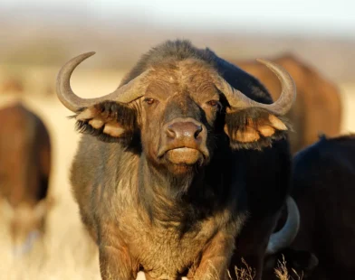Pecuaristas estão usando búfalos como proteção contra ataques de onças ao gado