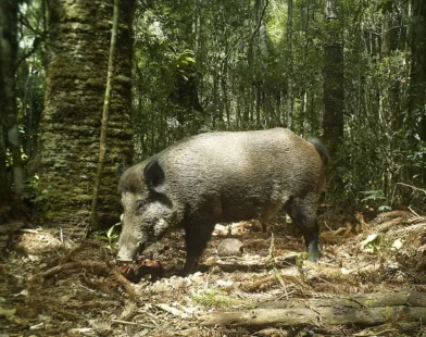 Recorde de abate de javalis e a importância do controle para agropecuária