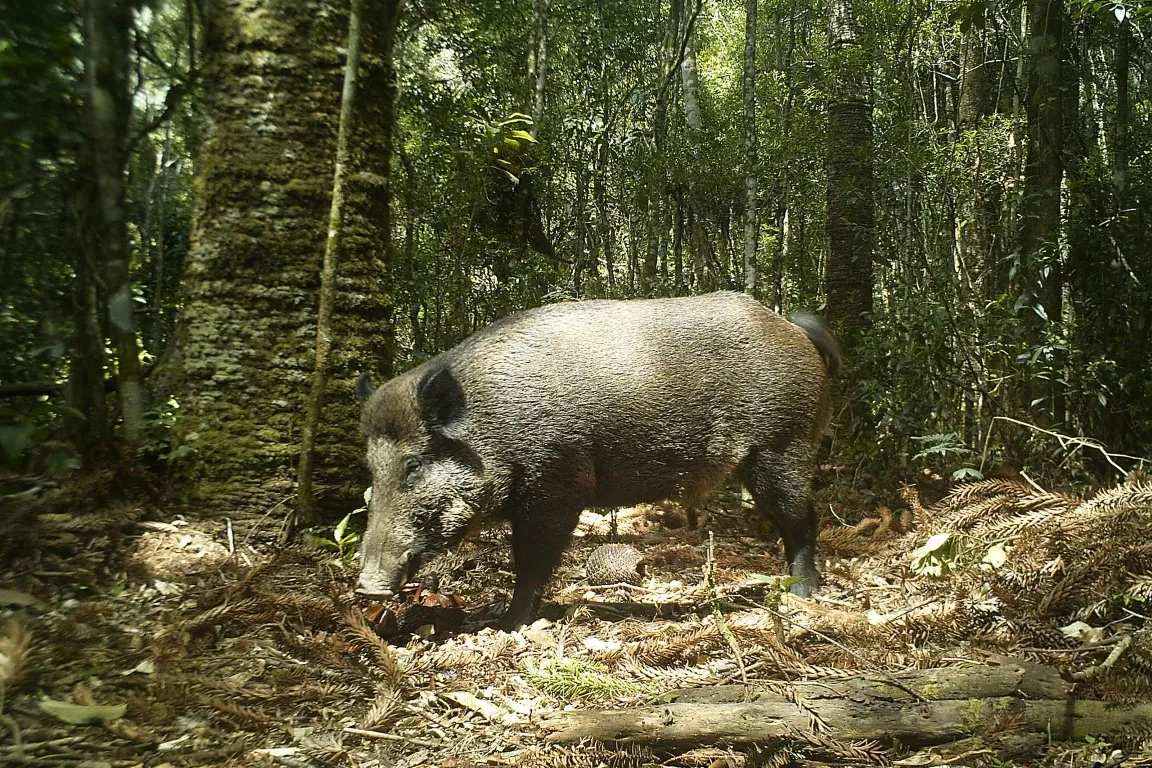 Recorde de abate de javalis e a importância do controle para agropecuária