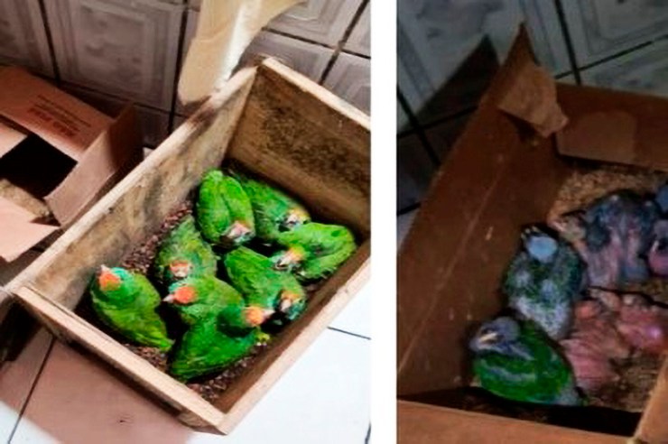 Sete denunciados por tráfico de animais silvestres em reserva de Sooretama: papagaios, jacarés e até macacos eram alvo de quadrilha