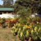 Surto de colera em Mocambique ja causa 62 mortes e.webp 80x80