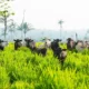 Sustentabilidade: o pilar econômico e a pecuária brasileira