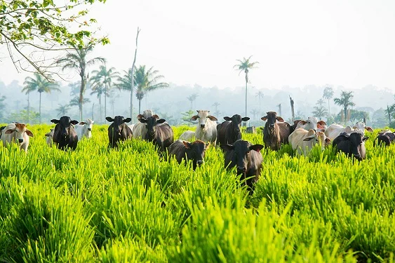 Sustentabilidade: o pilar econômico e a pecuária brasileira