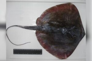 UFRJ revela tecnologia inédita no Brasil para estudar seres marinhos