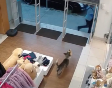 VÍDEO: Cachorro entra em loja e 'furta' ursinho de pelúcia em Divinópolis | Centro-Oeste
