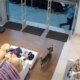 VÍDEO: Cachorro entra em loja e 'furta' ursinho de pelúcia em Divinópolis | Centro-Oeste