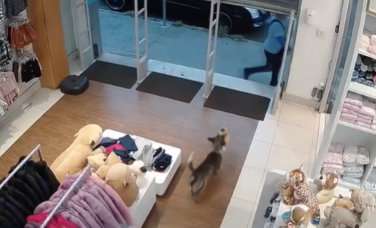 VÍDEO: Cachorro entra em loja e 'furta' ursinho de pelúcia em Divinópolis | Centro-Oeste
