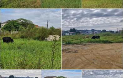 VÍDEO - Prometida, esquecida e agora pasto: obra da escola de Bebedouro segue abandonada e sem data para recomeçar