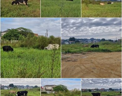 VÍDEO - Prometida, esquecida e agora pasto: obra da escola de Bebedouro segue abandonada e sem data para recomeçar