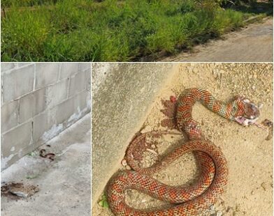 VÍDEOS - Surgimento de cobras, por falta de capina, assusta moradores do Residencial Rio Doce, em Linhares