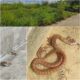 VÍDEOS - Surgimento de cobras, por falta de capina, assusta moradores do Residencial Rio Doce, em Linhares