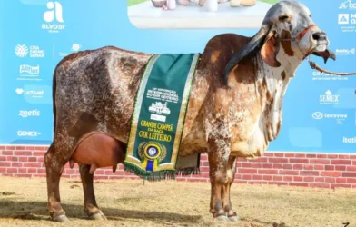 Vaca mais valorizada da raça Gir Leiteiro é, também, Grande Campeã da MegaLeite 2025