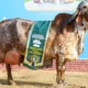 Vaca mais valorizada da raca Gir Leiteiro e tambem Grande.webp 80x80