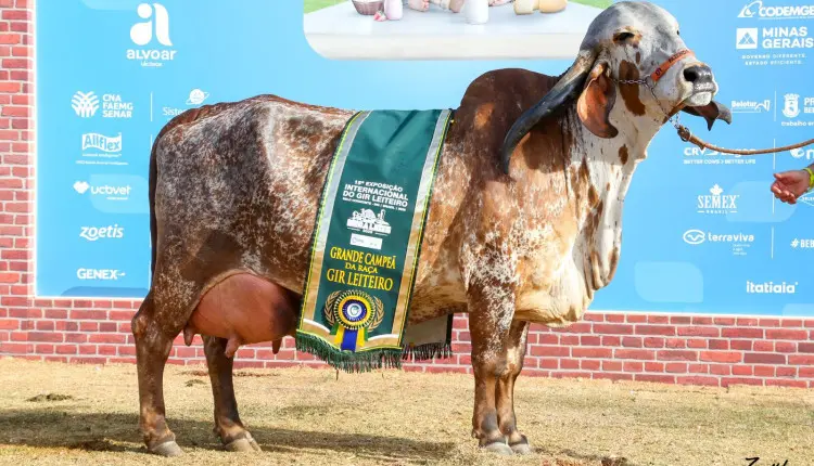 Vaca mais valorizada da raça Gir Leiteiro é, também, Grande Campeã da MegaLeite 2025